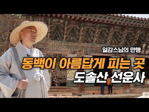 동백이 아름답게 피는 곳 도솔산 선운사 [일감스님의 만행]