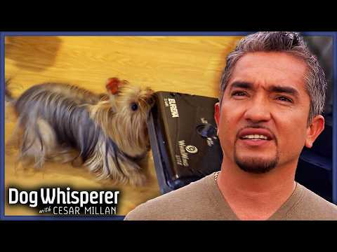 Untrained Yorkies Have Taken Over The House l Dog Whisperer With Cesar Millan
