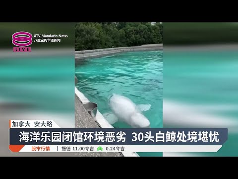 海洋公园陷财困闭馆 30头白鲸或将安乐死【2025.11.26 八度空间华语新闻】