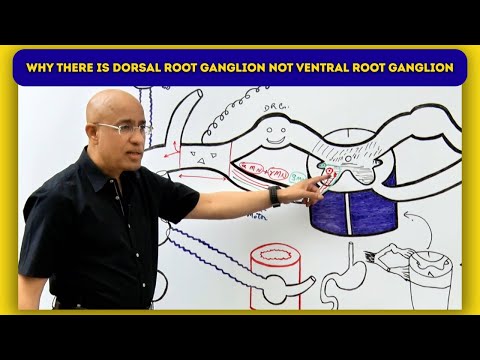 Why does a Dorsal Root Ganglion exist, But not a Ventral Root Ganglion?