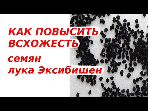 Рассадный марафон | Сделайте это перед посевом семян лука Эксибишен, иначе он взойдёт плохо