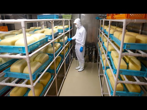 The process of making cheese. A Japanese cheese factory that has been making cheese for 45 years.