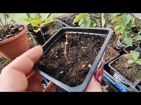 Можно ли сажать поздно осенью маленькие саженцы метельчатой гортензии 🌿🌿