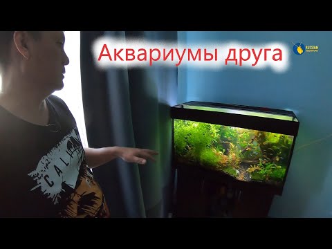 Аквариумы моего друга. В гостях у Дениса