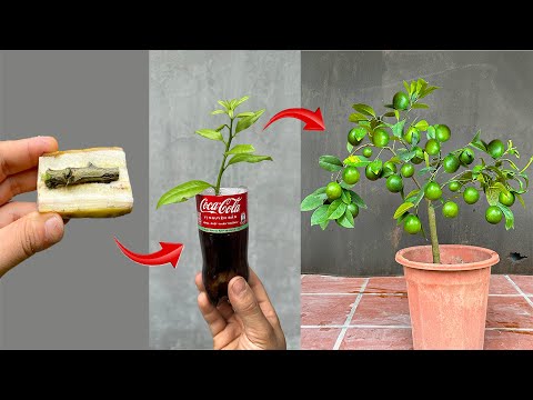 Video instructions on two techniques for propagating fruit trees at home at a cost of $0