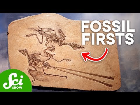 The 10 Oldest Fossils Ever Discovered