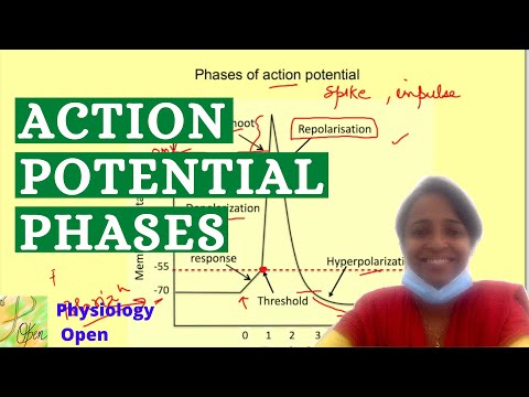 Action potential curve physiology | Phases & refractory period | Nervous system mbbs 1st year