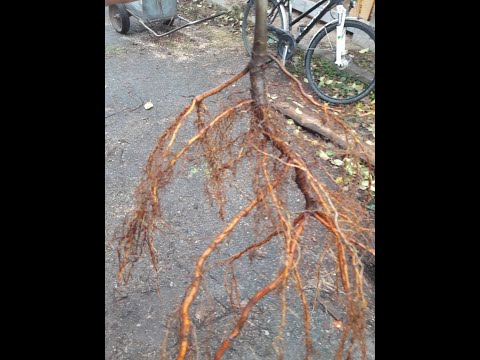 ПОЧЕМУ ЛУЧШЕ ПРИВИВАТЬ НА СЕЯНЕЦ.