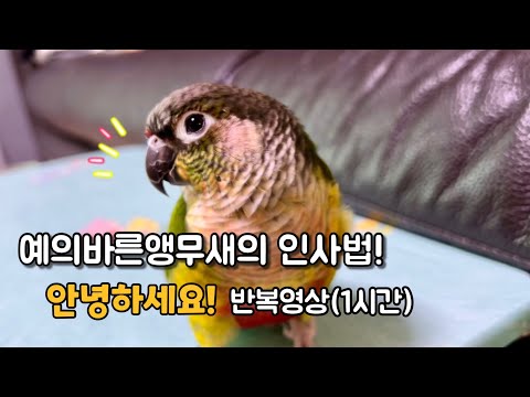 말하는 코뉴어앵무새 소리로 직접듣는 ‘안녕하세요!’ 반복영상(1시간)