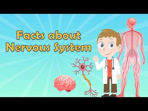 Nervous System for Kids | Nervous System Facts | What is the Nervous System? | Brain Facts for Kids