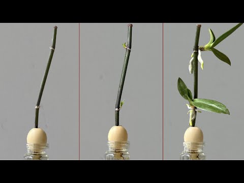 Chỉ Trứng! Cây lan lập tức mọc trên cành và nở hoa quanh năm