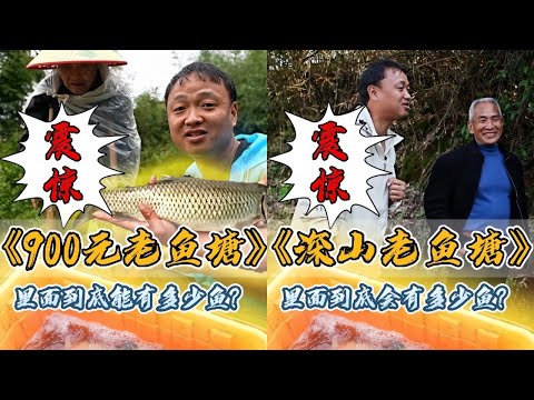 大表哥花800元包下83岁老爷爷的鱼塘,最后被爷爷感动哭了!|花2900元盘下深山老鱼塘,抽干水里面到底会有多少鱼?