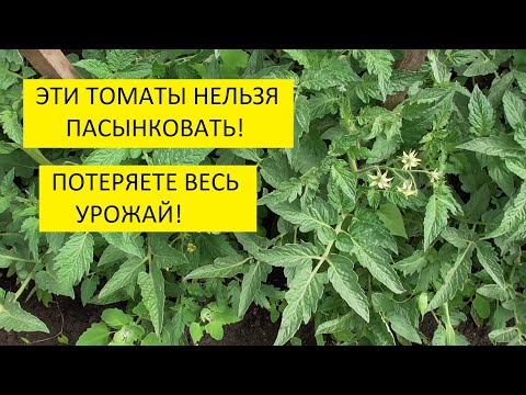 Пасынкование томатов в открытом грунте. 6 самых популярных способов формировки томатов.