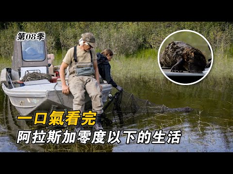 一口氣看完阿拉斯加零度生活：誘捕海狸路亞釣鮭魚，狩獵馴鹿建造儲藏室，儲存過冬油脂和食物！紀錄片