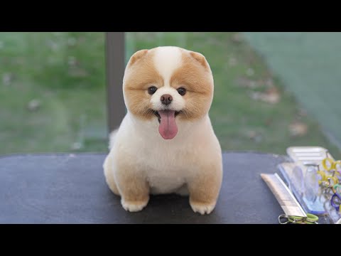 Korean Teddy Bear Dog Grooming Style That’s Going Viral!