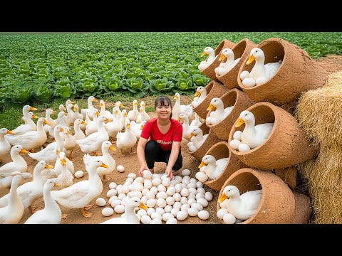 TIMELAPSE -- Harvest 200Kg Giant Forest Duck & Rare Duck Egg, Cook Spicy Soup | Phương Countryside