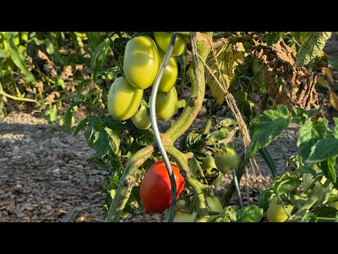 Farm vlog 5: A mini farm update during a mid-week visit