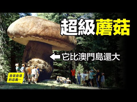 Transform the earth, evolution of all things, the super creatures, it is god's tool to create