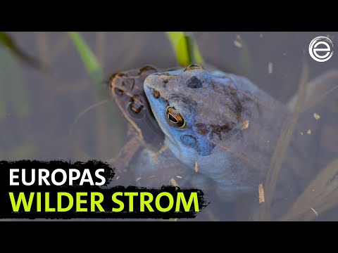 Nature along the Elbe – From Saxony to the Wadden Sea | Experience Earth