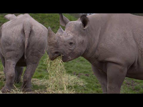 Rhino | Weird Animal Searches | BBC Studios