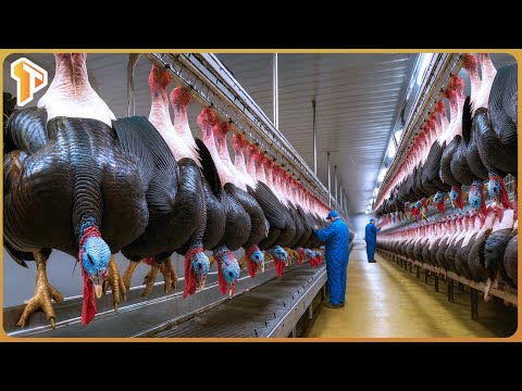 How Millions of Turkeys Are Raised & Processed In Factory - Incredible Turkey Modern Farming