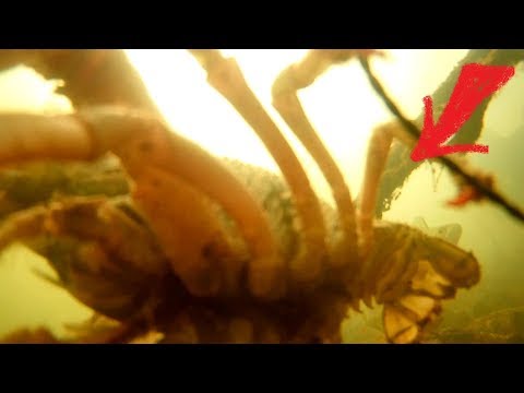 Раки сходят с ума от этого ЗАПАХА... Подводная съемка