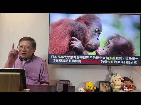 紅毛猩猩竟懂得治療傷口！是世上首次發現！再解釋人類進化史！到底人是否有尼安德塔人的DNA？《蕭若元：蕭氏新聞台》2024-05-06