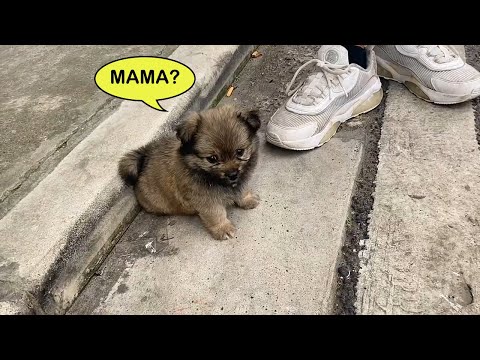 A Homeless Puppy Followed Me and Chose Me, But I Hesitated