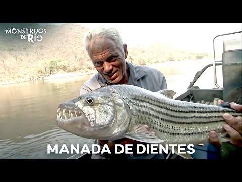 Criaturas que No se Ven: Dientes Asesinos del Río | Monstruos de Río