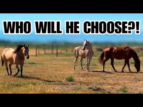 Arabian horse gets a new girlfriend! ~ This makes me so happy ❤️