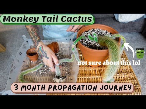 🐒 propagating my monkey tail cactus (cleistocactus colademononis) + emergency repot! 3 month results