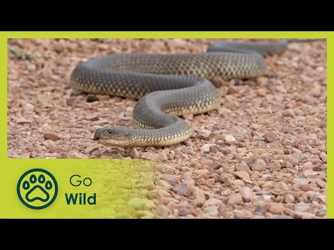 Outback Terrors | Australia’s Deadly Monsters 2/3 | Go Wild