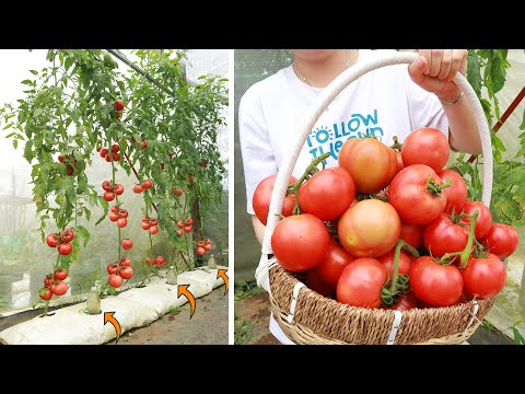 Method of growing tomatoes with aloe vera - Lots of fruit - Big fruit