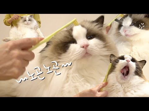 How to Make Your Cat Melt (So Cute!)