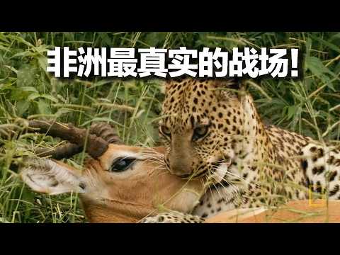 残酷到泪目！花豹猎杀了只母狒狒，带回家才发现它怀里还抱着宝宝，它为何会保护仇敌的幼崽？
