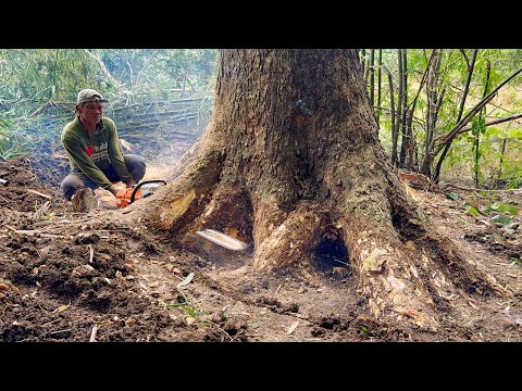 Dramatic... The felling of a large-Tall-Dangerous trembesi tree.