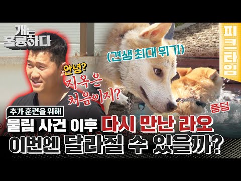 [#피크타임] 다시 만난 라오! 견생 최대의 수난 앞에서 변할 수 있을까? | #개는훌륭하다 | KBS 220523 방송