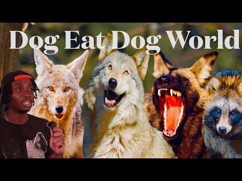 The Absolutely Ruthless World of the Canines