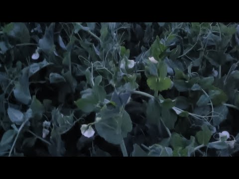 رش البسله لزياده النوار