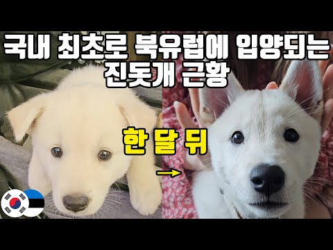 How is the first Jindo dog in Northern Europe doing now?!