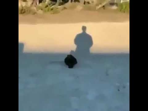 whats up guys just got my new cat