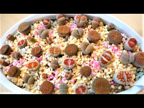 Почему погибают/гниют Литопсы. Что нужно знать в уходе за Литопсами