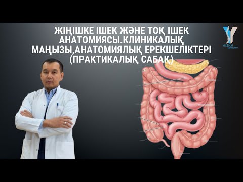 Жіңішке және тоқ ішек анатомиясы. Клиникалық маңызы, анатомиялық ерекшеліктері (практикалық сабақ)