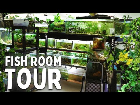 Hobbyist Keeping Fish for 45 Years | In Depth Tour