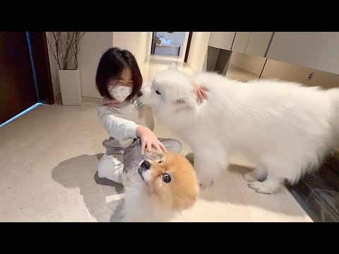 My Dogs’ Reaction to Seeing Her Hospitalized Sibling After 3 Days