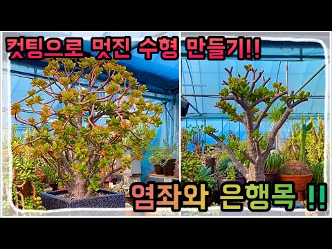 컷팅으로 이렇게 멋진 수형이 만들어진다구요 ?! 미니염좌와 은행목 가지치기 !! 다들 멋진 수형 구경오세요 ~!!