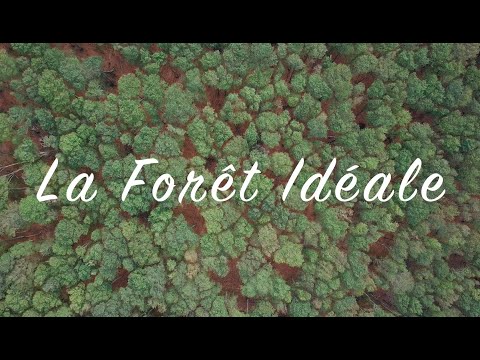 La Forêt Idéale - Documentaire sur la biodiversité en forêt