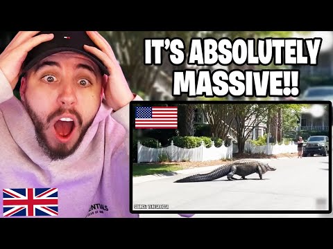 Brit Reacts to The Most Dangerous Animals in the USA