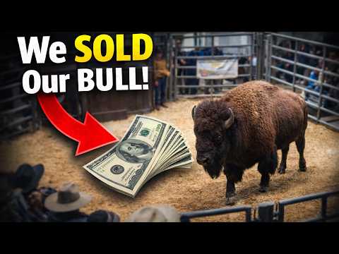 We SOLD Our Bull…While Battling a Brutal Winter Storm!
