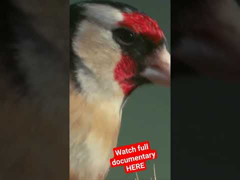 These birds walk on NEEDLES! #birdwatching